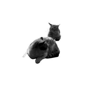 Two Cats Resting On A Car Hood In Black And White, İStanbul Street Scene. 17350 - Cat PNG image with transparent background